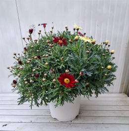 ARGYRANT. FRUT. BUSH D18 - 