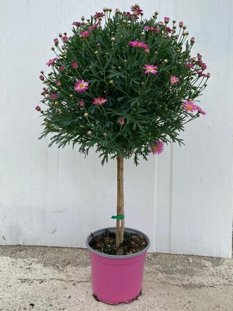 ARGYRANT. FRUT. STEM D19 - PINK- WÓZEK ARGYRANT. FRUT. STEM D19 - PINK- WÓZEK