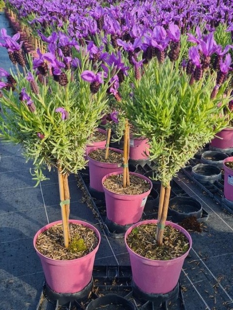 LAVANDULA STOACHES STEM D14- WÓZEK LAVANDULA STOACHES STEM D14- WÓZEK