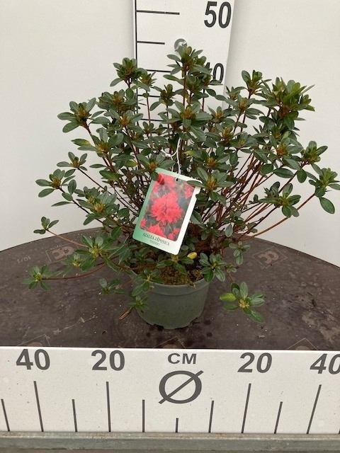AZALEA JAPONICA C2 - PÓŁKA AZALEA JAPONICA C2 - PÓŁKA