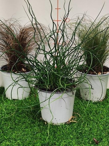 CAREX MIX BUSH Ø14 WÓZEK CAREX MIX BUSH Ø14 WÓZEK