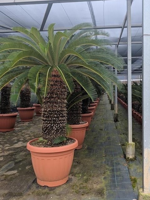CYCAS ESEMPLARE EXTRA D50 WÓZEK CYCAS ESEMPLARE EXTRA D50 WÓZEK