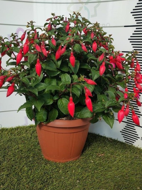 FUCHSIA BUSH D25-WÓZEK FUCHSIA BUSH D25-WÓZEK
