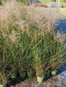 GRASSES "MISCANTHUS SINENSIS MIX" CESP.D14 PÓŁKA