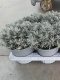 HELYCRISUM ITALICUM BUSH D14 - WÓZEK