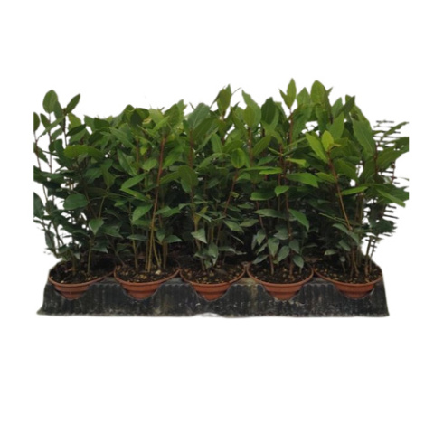LAURUS NOBILIS BUSH D10 - PÓŁKA
