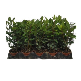 LAURUS NOBILIS BUSH D10 - WÓZEK