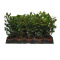 LAURUS NOBILIS BUSH D10 - WÓZEK