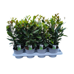 LAURUS NOBILIS CESP.D14 - PÓŁKA