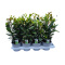 LAURUS NOBILIS CESP.D14 - WÓZEK