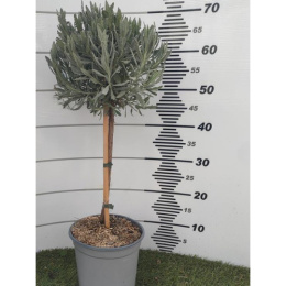 LAVANDULA DENTACULATA STEM D19 - WÓZEK