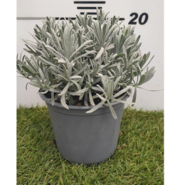 LAVANDULA OFFICINALIS BUSH D14 - WÓZEK