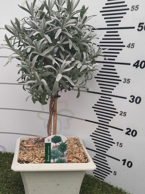 LAVANDULA OFFICINALIS STEM D23X23 WÓZEK LAVANDULA OFFICINALIS STEM D23X23 WÓZEK