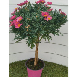 MARGARETKA ARGYRANT. FRUT. STEM D14 - PINK-PÓŁKA