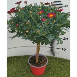 MARGARETKA ARGYRANT. FRUT. STEM D14 - RED- WÓZEK