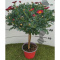 MARGARETKA ARGYRANT. FRUT. STEM D14 - RED- WÓZEK