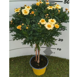 MARGARETKA ARGYRANT. FRUT. STEM D14 - YELLOW- PÓŁKA