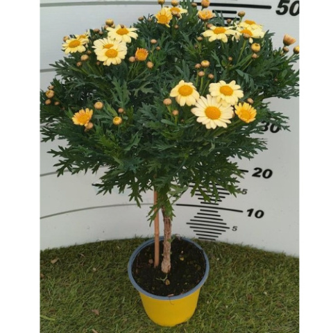 MARGARETKA ARGYRANT. FRUT. STEM D14 - YELLOW- PÓŁKA MARGARETKA ARGYRANT. FRUT. STEM D14 - YELLOW- PÓŁKA