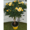 MARGARETKA ARGYRANT. FRUT. STEM D14 - YELLOW- WÓZEK