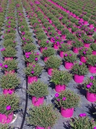 MESEMBRYANTHEMUM BUSH D19 VIOLET -WÓZEK MESEMBRYANTHEMUM BUSH D19 VIOLET -WÓZEK
