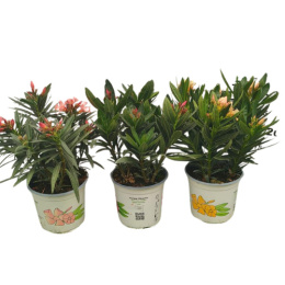 NERIUM OLEANDER CESP.D15 WÓZEK