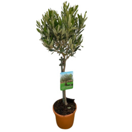 OLEA EUROPEA STEM D19 WÓZEK