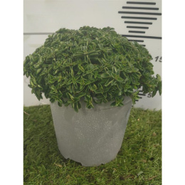 ORIGANUM CESP.D19 - Origanum Vulgare - PÓŁKA