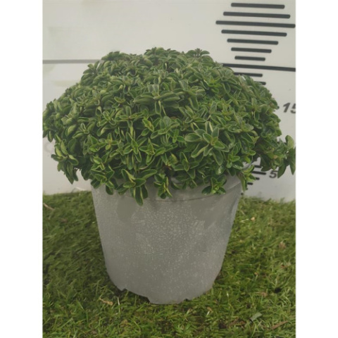ORIGANUM CESP.D19 - Origanum Vulgare - PÓŁKA