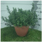 ORIGANUM MAJORANA BUSH D25 - PÓŁKA