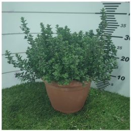 ORIGANUM MAJORANA BUSH D25 - WÓZEK