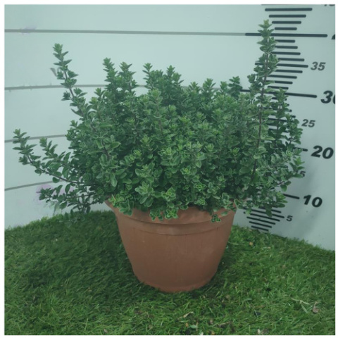 ORIGANUM MAJORANA BUSH D25 - WÓZEK ORIGANUM MAJORANA BUSH D25 - WÓZEK