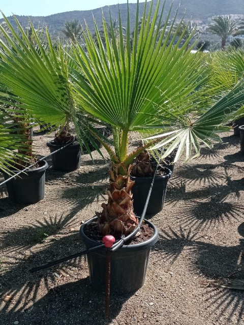 PALMA WASHINGTONIA ROBUSTA don38cm wózek PALMA WASHINGTONIA ROBUSTA don38cm wózek