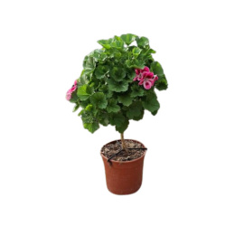 PELARGONIUM STEM D19 