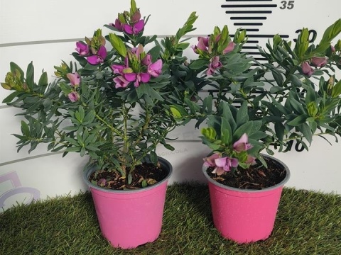 POLYGALA BIBI PINK BUSH D19- WÓZEK POLYGALA BIBI PINK BUSH D19- WÓZEK