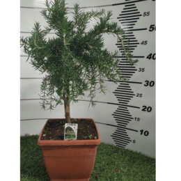 ROSMARINUS PROSTRATUS STEM D.19X19 BONSAI - PÓŁKA