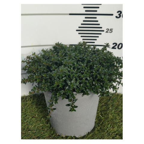 SATUREJA BUSH D18 - PÓŁKA SATUREJA BUSH D18 - PÓŁKA