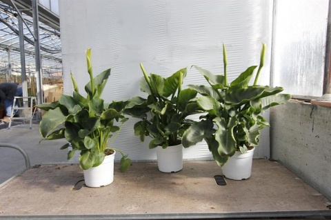 ZANTEDESCHIA CESP.D15-WÓZEK ZANTEDESCHIA CESP.D15-WÓZEK