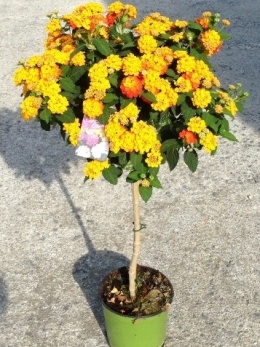 LANTANA CAMARA STEM D19- WÓZEK