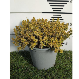 THYMUS CITRIODORUS AUREUS BUSH D14 - WÓZEK