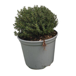 THYMUS VULGARIS/FAUSTINI BUSH D14 - BIO - WÓZEK