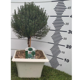 TIMO VULGARIS STEM D.19x19 BONSAI - PÓŁKA