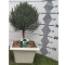 TIMO VULGARIS STEM D.19x19 BONSAI - PÓŁKA