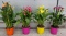 ZANTEDESCHIA COLOURED CESP.D15 WÓZEK