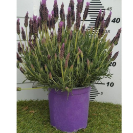 LAVANDULA STOECHAS BUSH D19- PÓŁKA