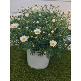MARGARETKA 	ARGYRANT. FRUT. BUSH D19- WÓZEK