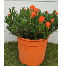MESEMBRYANTHEMUM BUSH D19 ORANGE- PÓŁKA