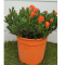 MESEMBRYANTHEMUM BUSH D19 ORANGE- PÓŁKA